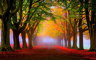 סתיו ערפיליסתיו ערפילי   red-leaves-and-fog-in-the-park-autumn-landscape