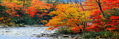 stream in autumn woods stream in autumn woods