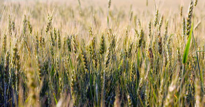 שדה חיטה   golden wheat field	תמונות של שדות צילומים   שדה חיטה   golden wheat field