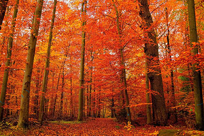 יער אדוםיער אדום    עצים  