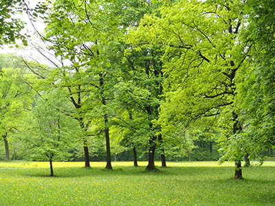  Landscape English Garden Munich