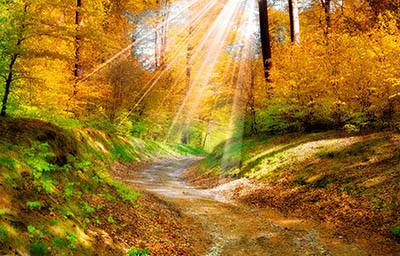 שמש ביער   עצים  autumn woods path_sunlight_fall_nature_rays