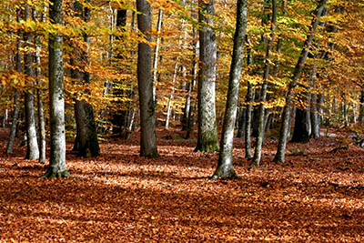 יער בסתיו - שלכתיער בסתיו - שלכת עצים