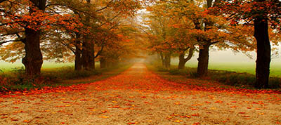 שביל ביער    עצים Trees-rows-accros-along-coutry-road