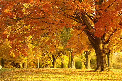  Golden Autumn trees Golden Autumn trees