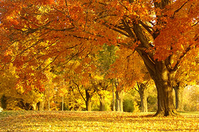  Golden Autumn trees