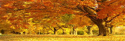  Golden autumn tree Golden autumn tree