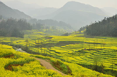  Canola field in Luoping  תמונות של שדות צילומים