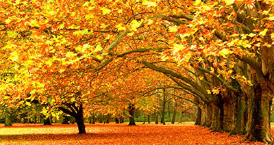  עצים בסתיו  autumn-trees