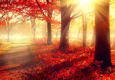 סתיו      autumn-fall-scene-beautiful