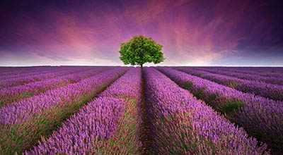 שדה לוונדר lavender field   תמונות של שדות צילומים	