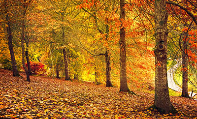 Autumn-landscape   סתיו