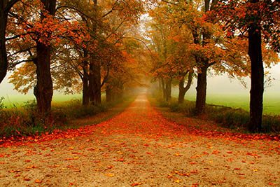 דרך כפרית בין עצים  Trees-rows-accros-along-coutry-road