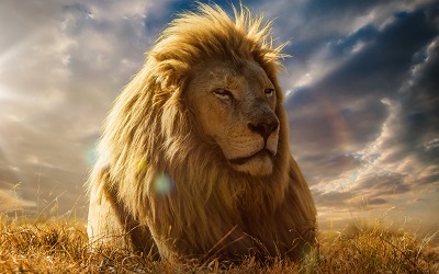 אריה  lion  אריה lion     lion king  of beasts mane savannah