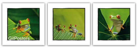 צפרדע אדומת עינייםירוק עלים טבע טרופי דו חיים