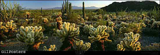 Sonora desert, Organ Pipe Cactus, NM - Arizona