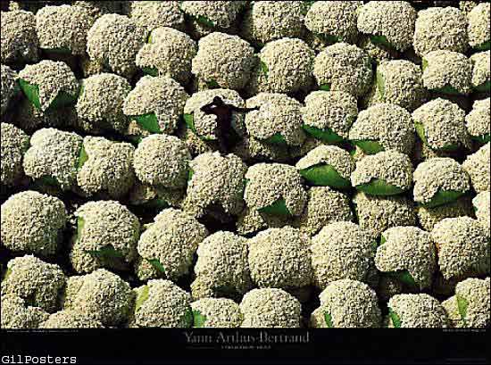 Bales of cotton, Thonakaha, Korhogo, Ivory Coast