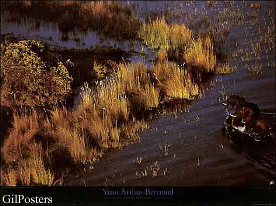 Elephants in the Okavango delta, Botswana