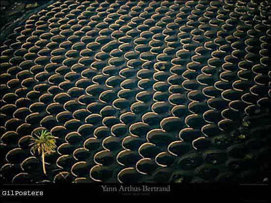 Vineyards, Geria region, Lanzarote, Canary Islan