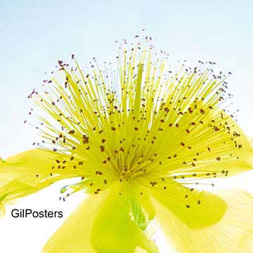 פרח פריחה צהוב  פסטורלי נוף חם סקסי טבע