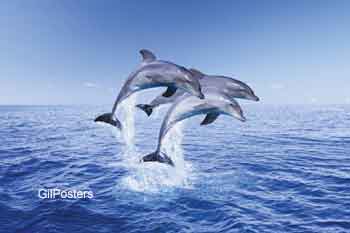 שלישיית דולפיניםדולפין דולפינים ים קפיצה טריו