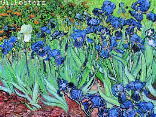 iris -  van gogh